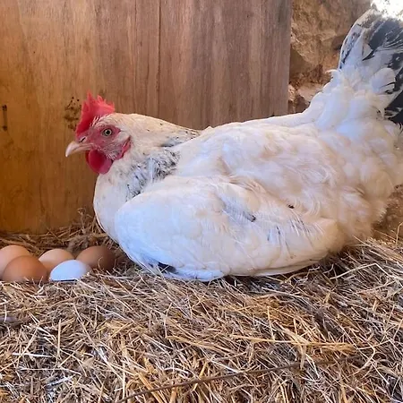 Eco-villa Monte Do Barrocalinho *