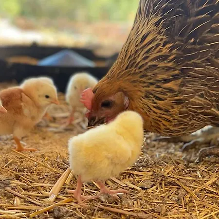 Eco-villa Monte Do Barrocalinho *